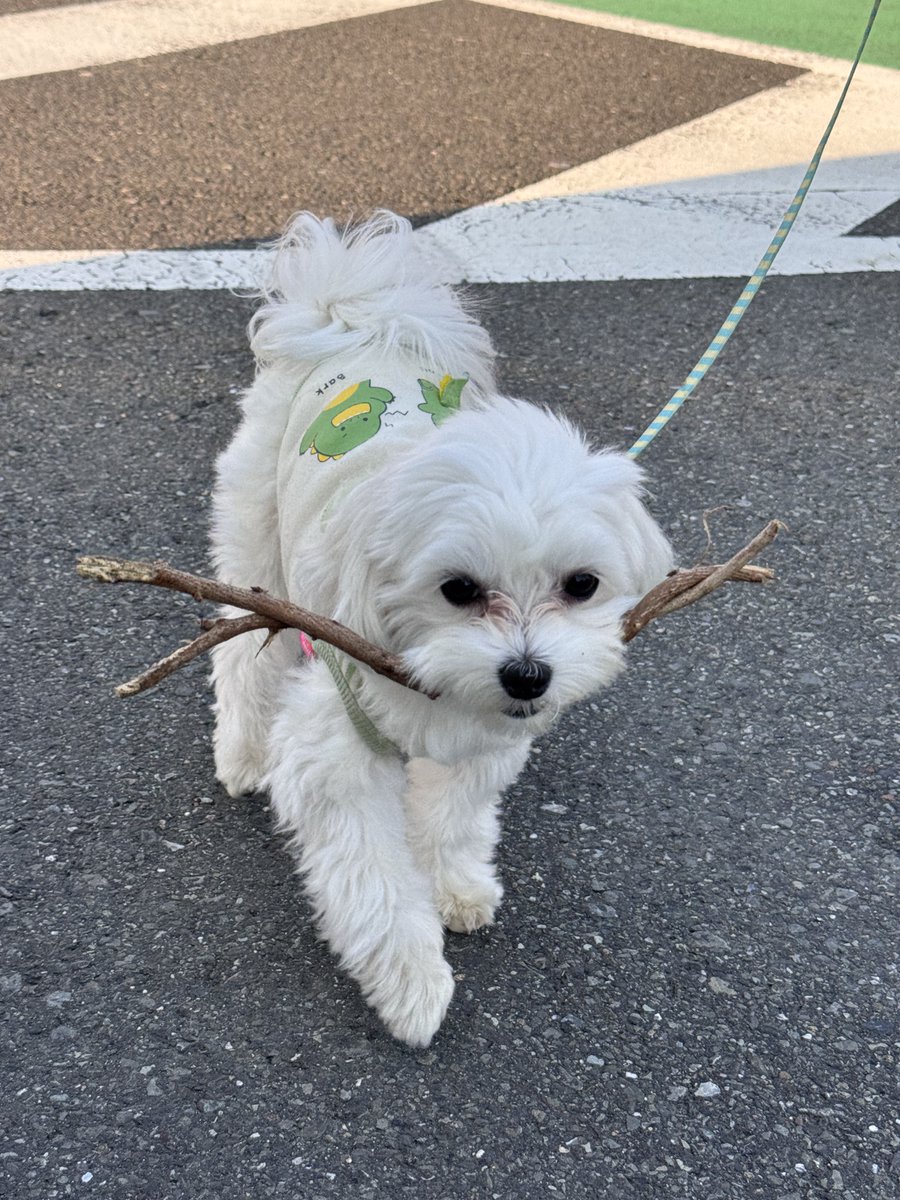 noa_the_dog's tweet photo. 犬も歩けば棒を咥える https://t.co/ihP6Mvpotr