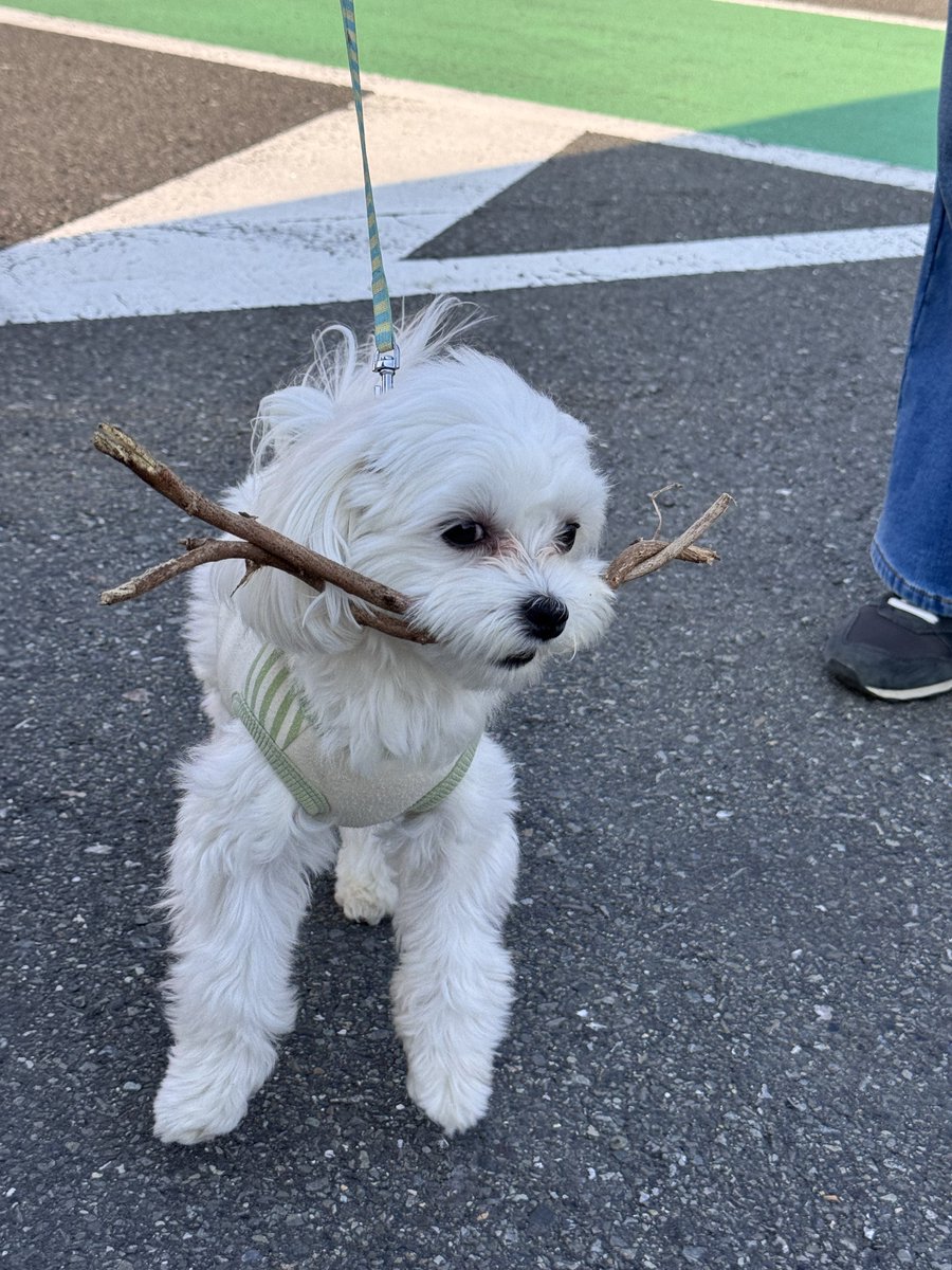 noa_the_dog's tweet photo. 犬も歩けば棒を咥える https://t.co/ihP6Mvpotr