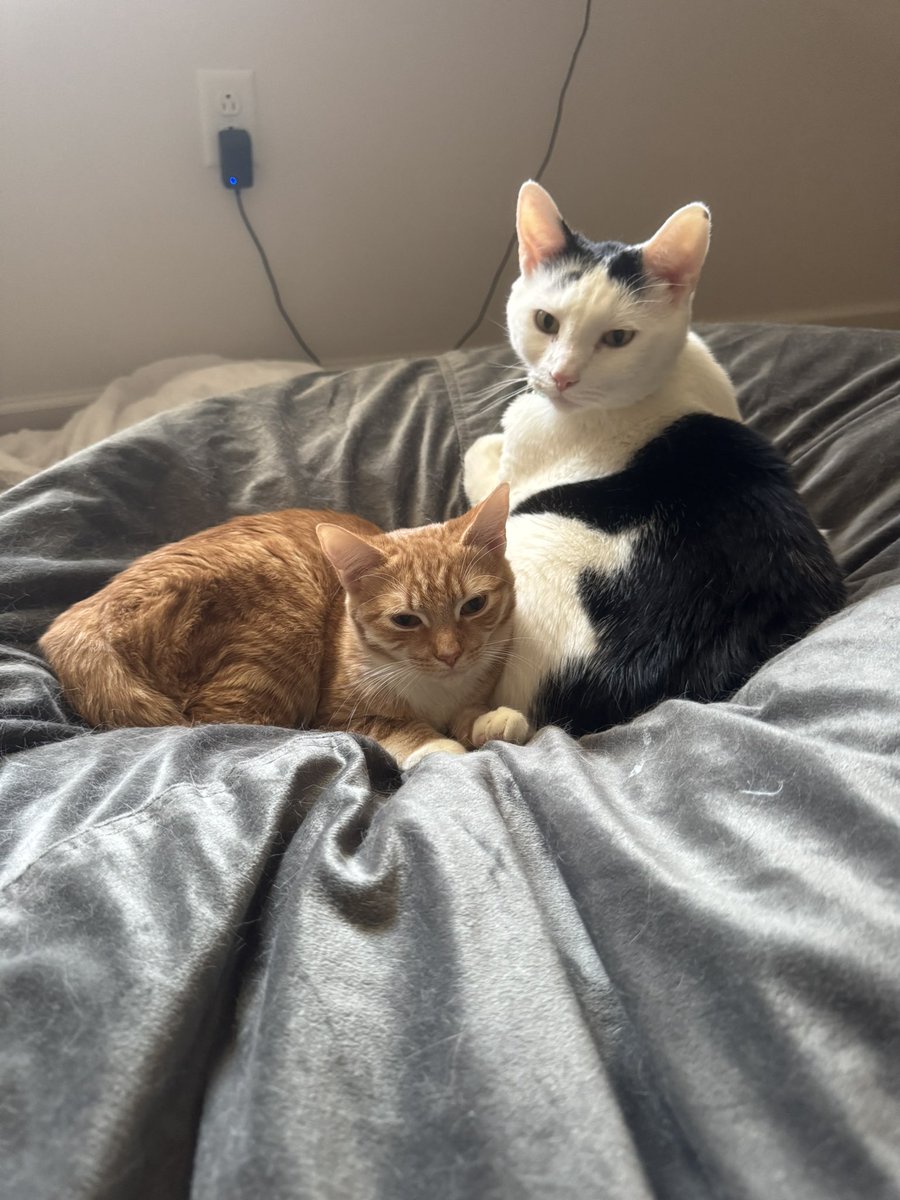 Sully 🧪🧬 tweet media