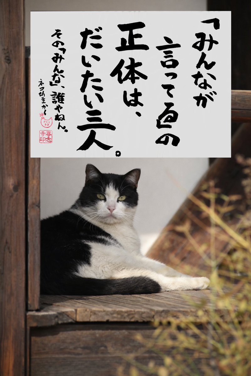 専念寺/ネコ坊主 tweet media