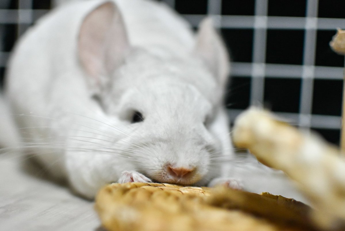 🐁つかまえたっ！

#本日のこめこさん
#チンチラ