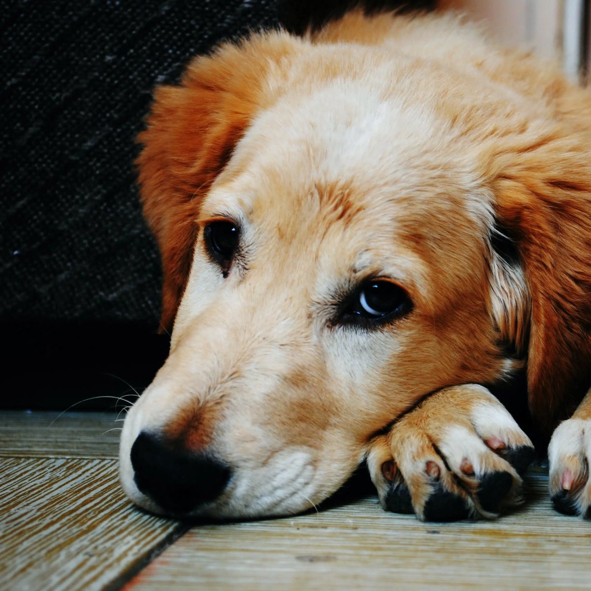 NewsForce tweet media