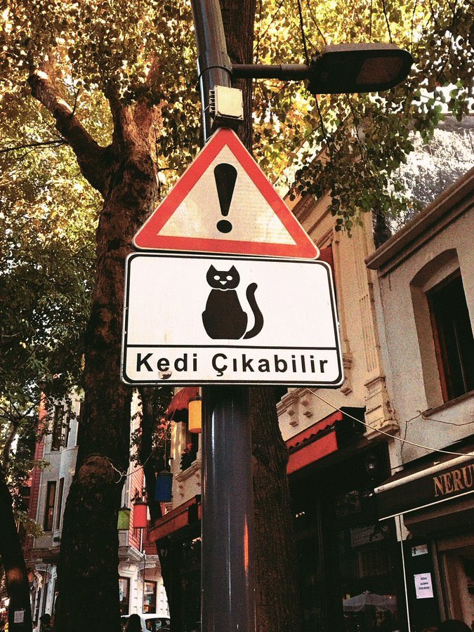 RiyadhCats tweet media