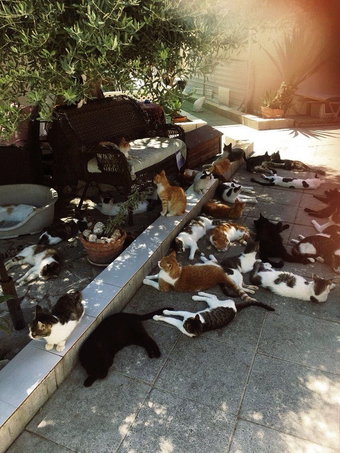 RiyadhCats tweet media