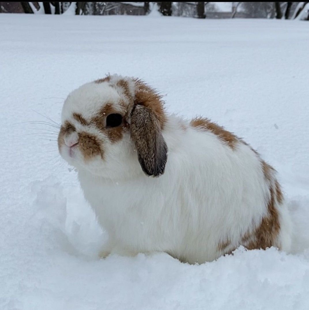 orangejinxy tweet media