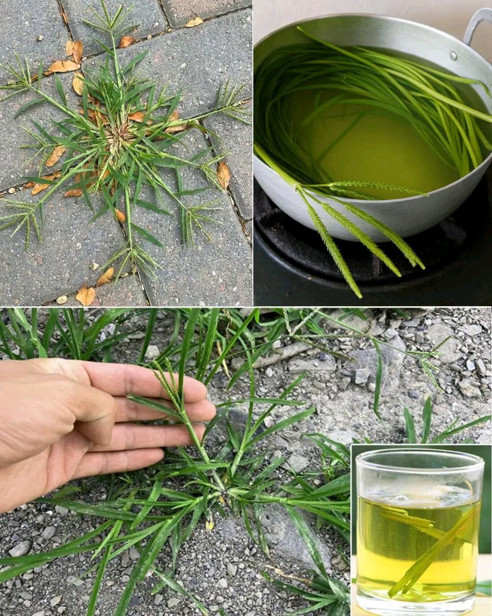 Herbalisque tweet media