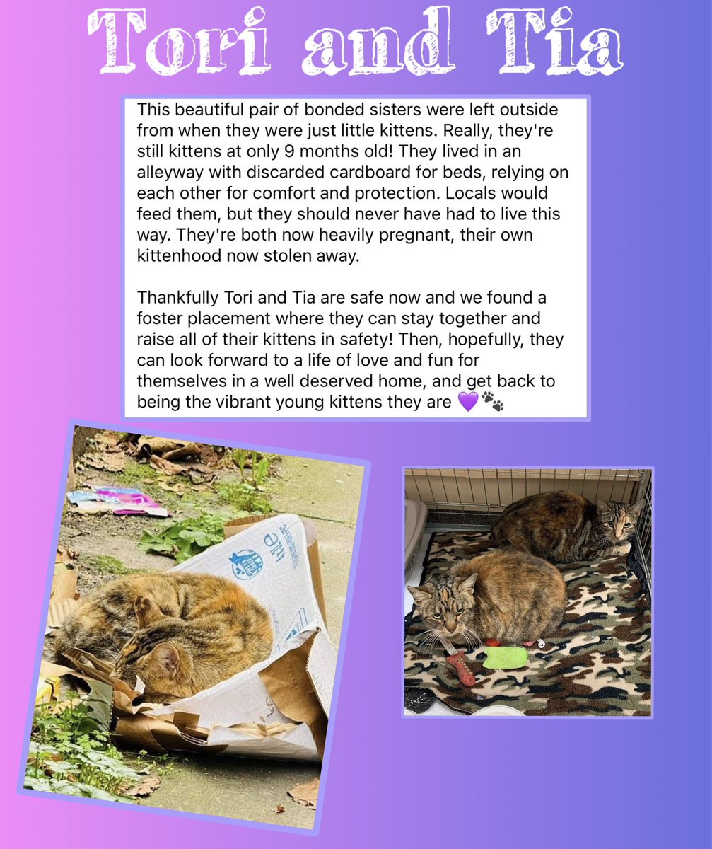 New Start Cat Rescue🐾💜🐾 tweet media