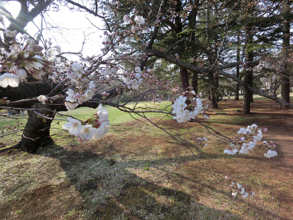 moemagr's tweet photo. □世田谷区 砧緑地の桜  2022-23 春

先日の強風で桜の老木が倒れニュースになったあたりです
このように地面に這うように既に倒木して居ながらも咲きまくる桜が見所です
倒れた枝からも根付いて新しい木になる珍しい現象も見たような気が https://t.co/CPEjmo0uA1