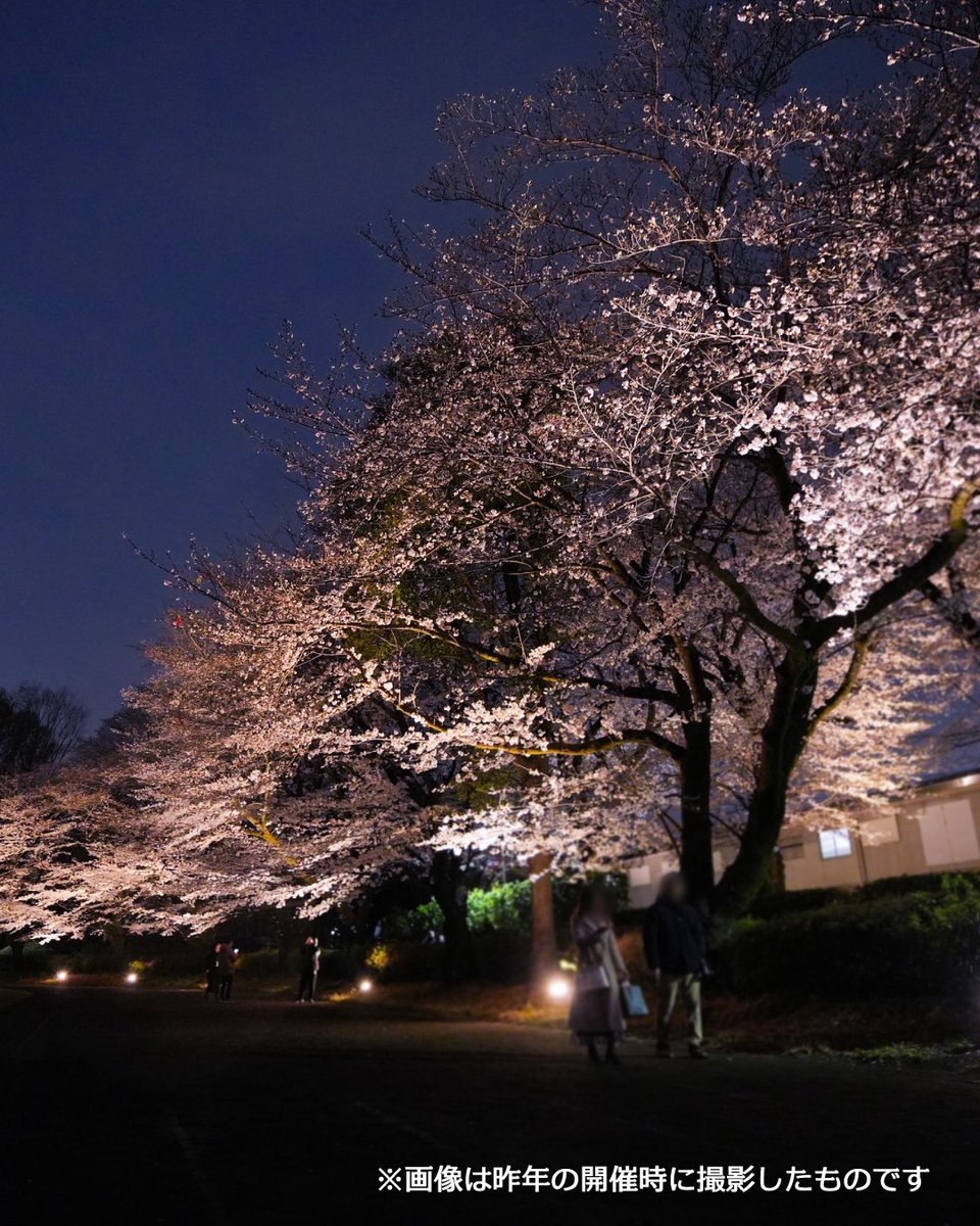 LightUppers's tweet photo. 「桜ライトアップ in こだいら 2026」が、今年も開催されます！✨

📍開催日
2026年3月20日(金)〜3月29日(日)
18:00〜20:30
※雨天中止

🏞会場
小平市立中央公園

📸 イベント詳細は公式HPへ
https://t.co/3Wl2WsoytY

#桜ライトアップ #こだいら #夜桜 #ライトアップイベント #春のイベント https://t.co/1JVr6WFldD