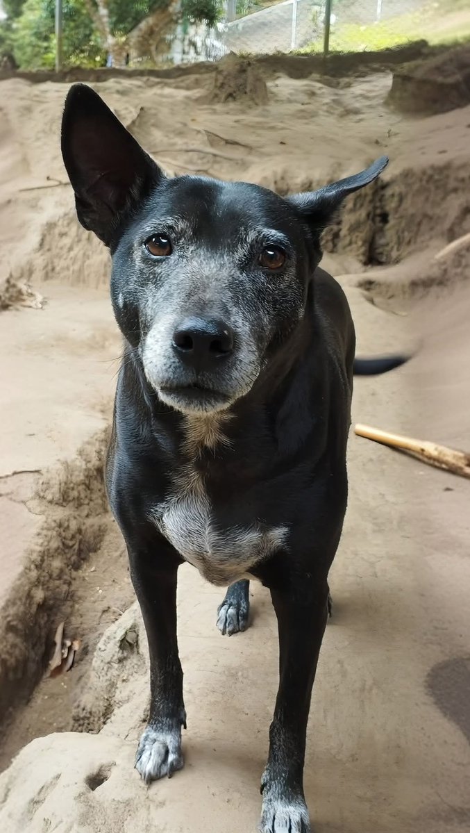 The Sound Of Animals tweet media