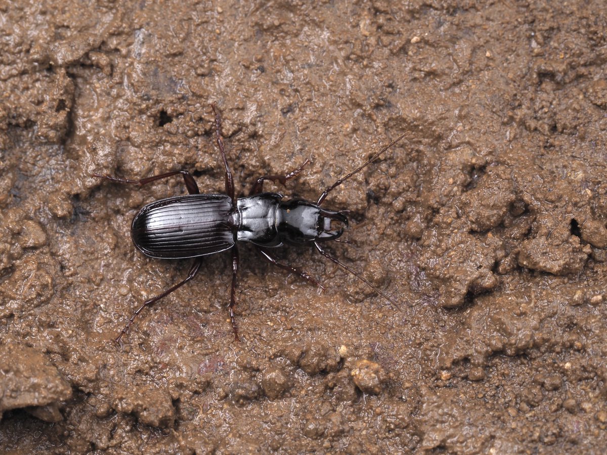 ツキ山 tweet media