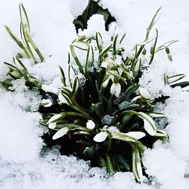 Orthodox Faith tweet media