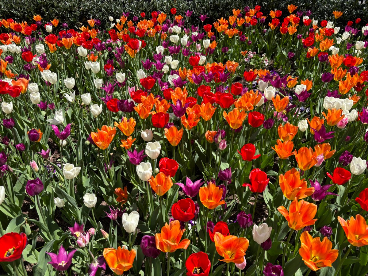 mobilesuitsam's tweet image. first day of spring 🥹