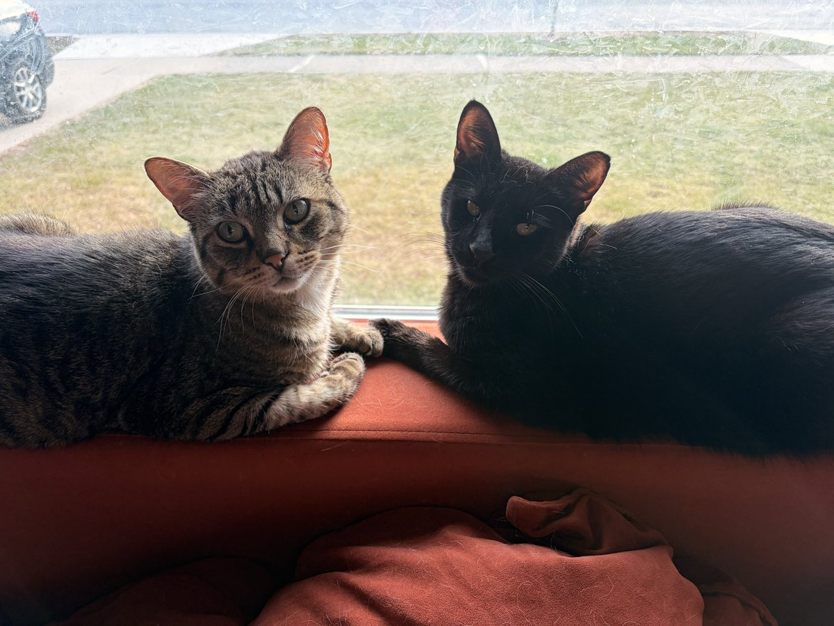 Roxy, Ritual Attender tweet media