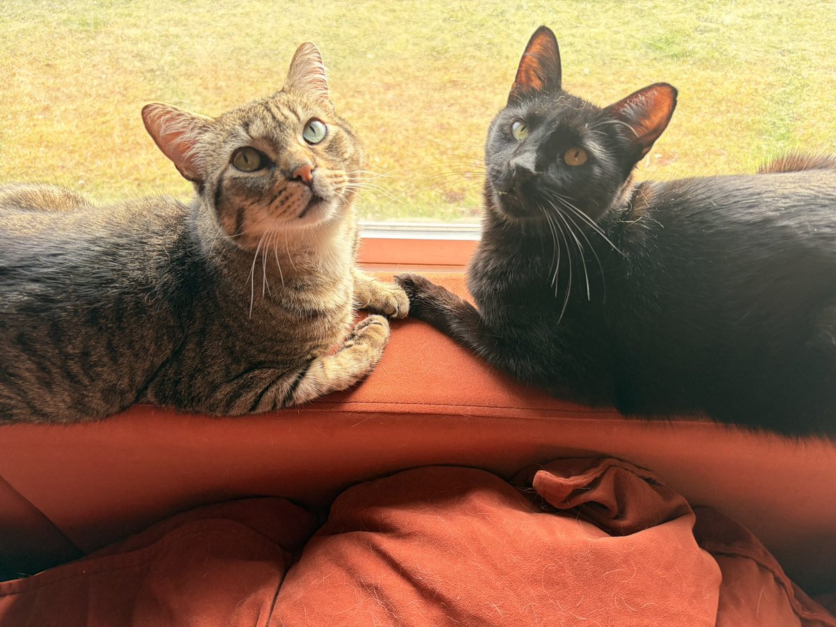 Roxy, Ritual Attender tweet media