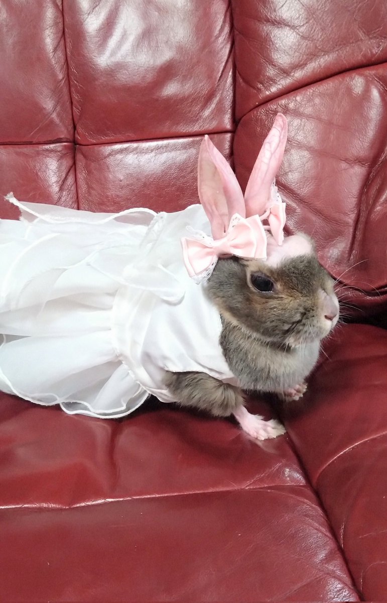 cyoko kinako(うさぎ🐰のチョコちゃん) tweet media