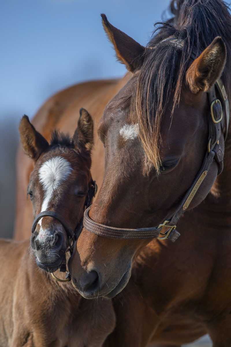 Spendthrift Farm tweet media