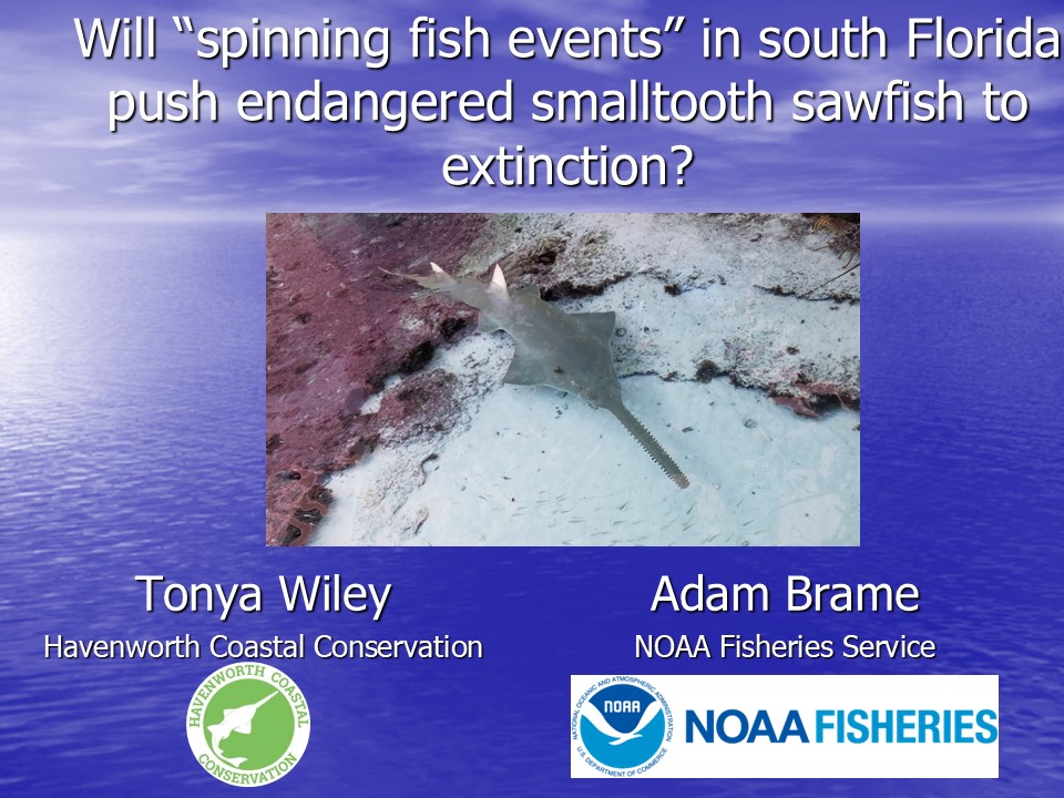 CoastalElasmos's tweet photo. Excited to be at the Florida Academy of Sciences meeting to talk about #sawfish and judge amazing student presentations! https://t.co/iq0bxcDBpZ
