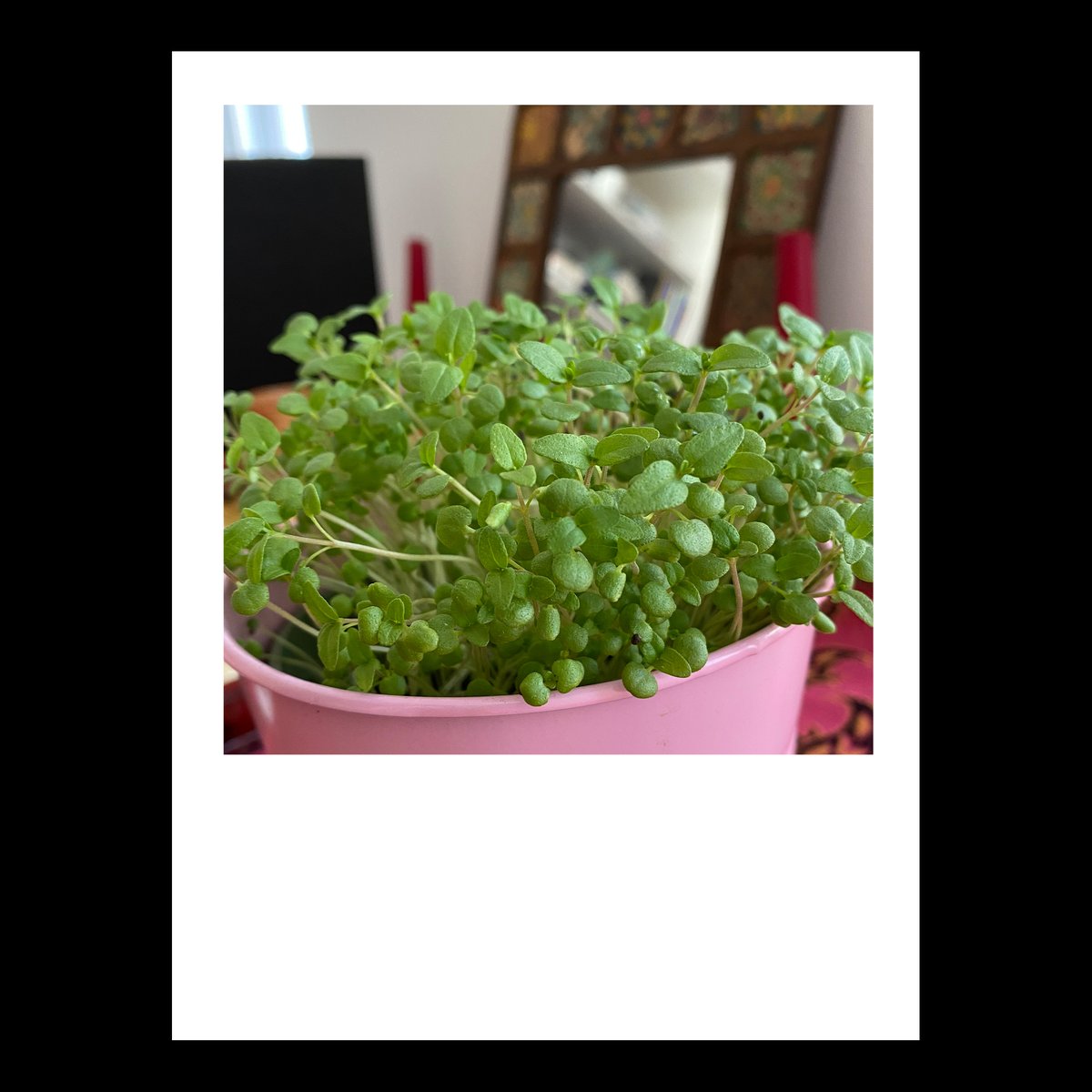 Reza Zavari tweet media