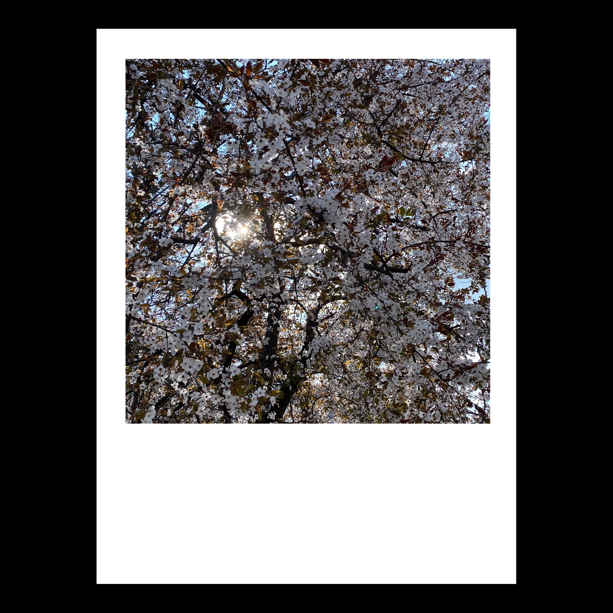 Reza Zavari tweet media