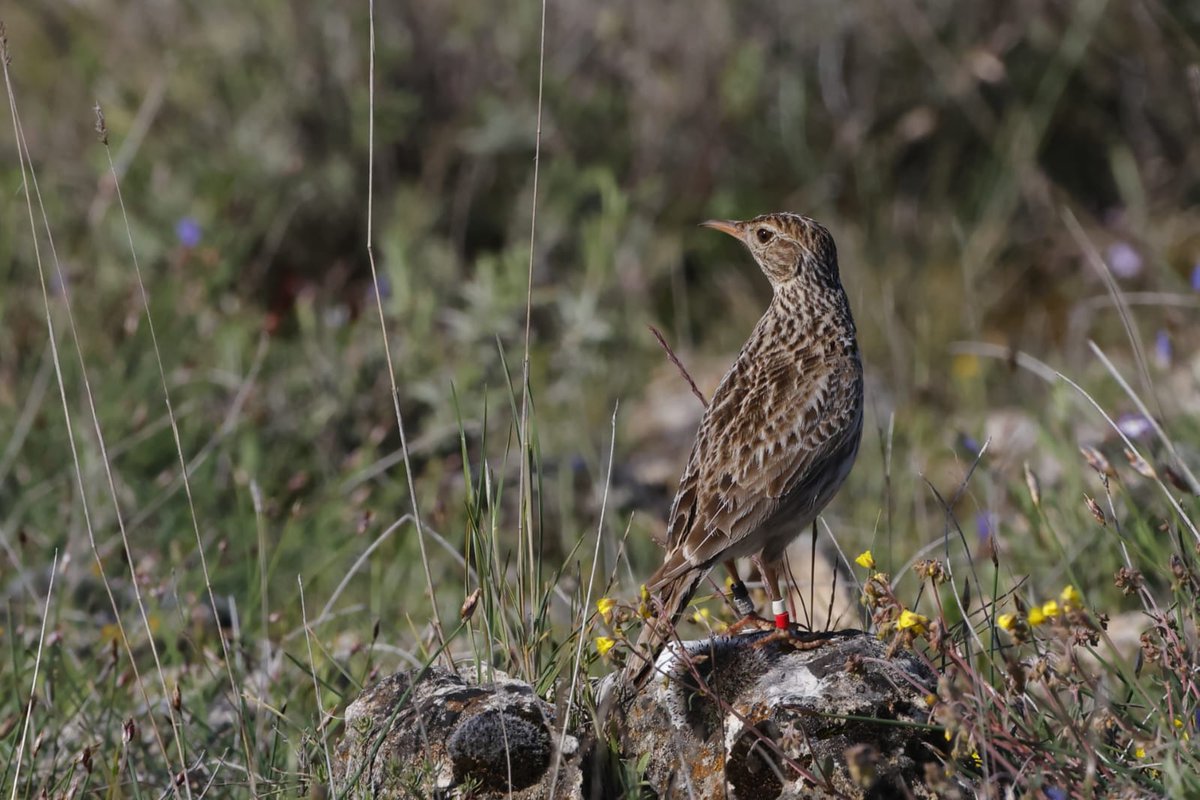 LIFE Connect Ricotí tweet media