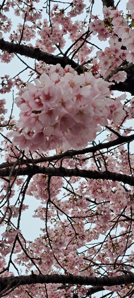 drunkriders's tweet photo. 近くの桜スポット
早咲きの木だけが満開 https://t.co/WseqH8beru