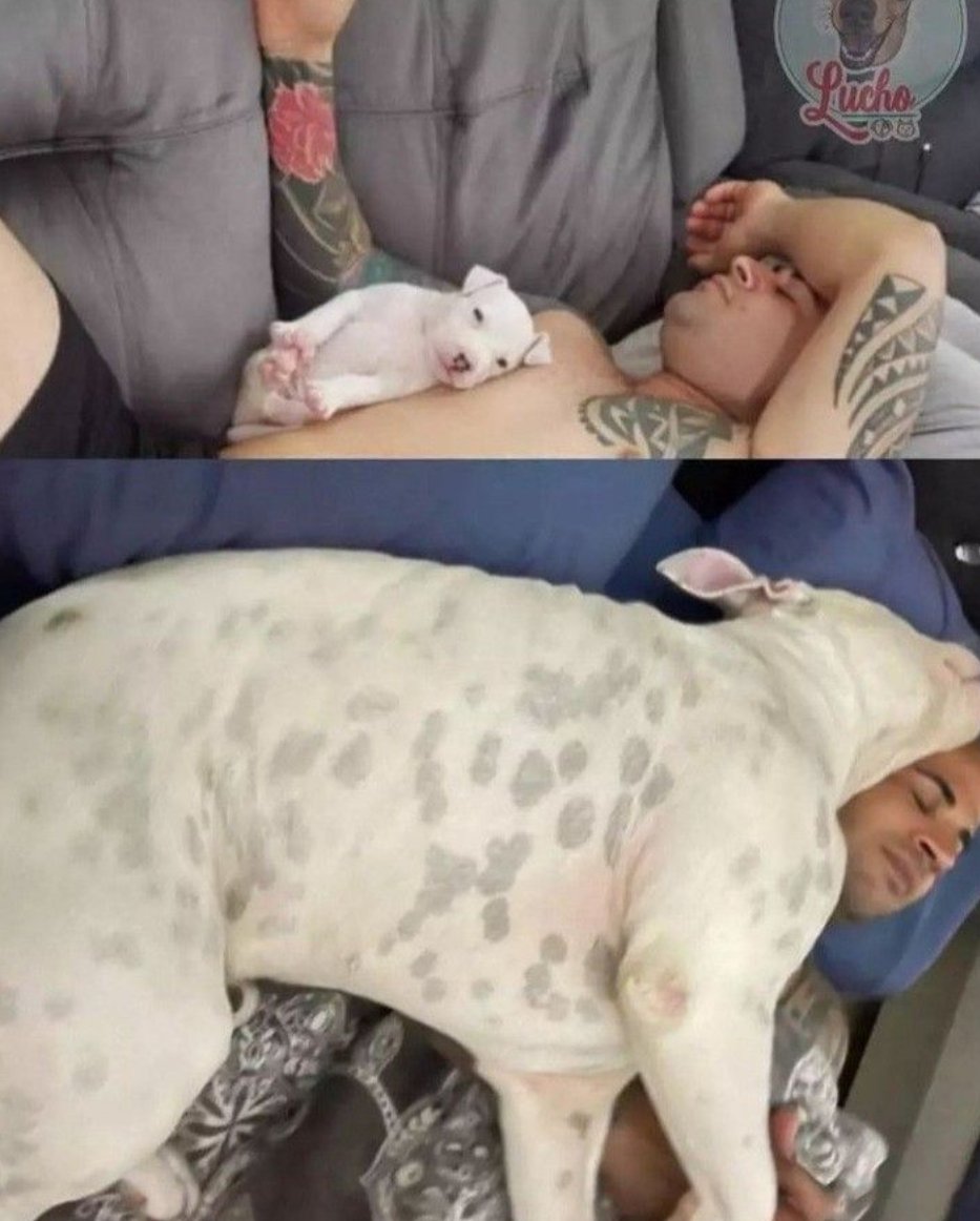 The Dalbo Dog tweet media