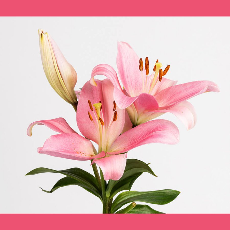 💜 Franco 💜 tweet media