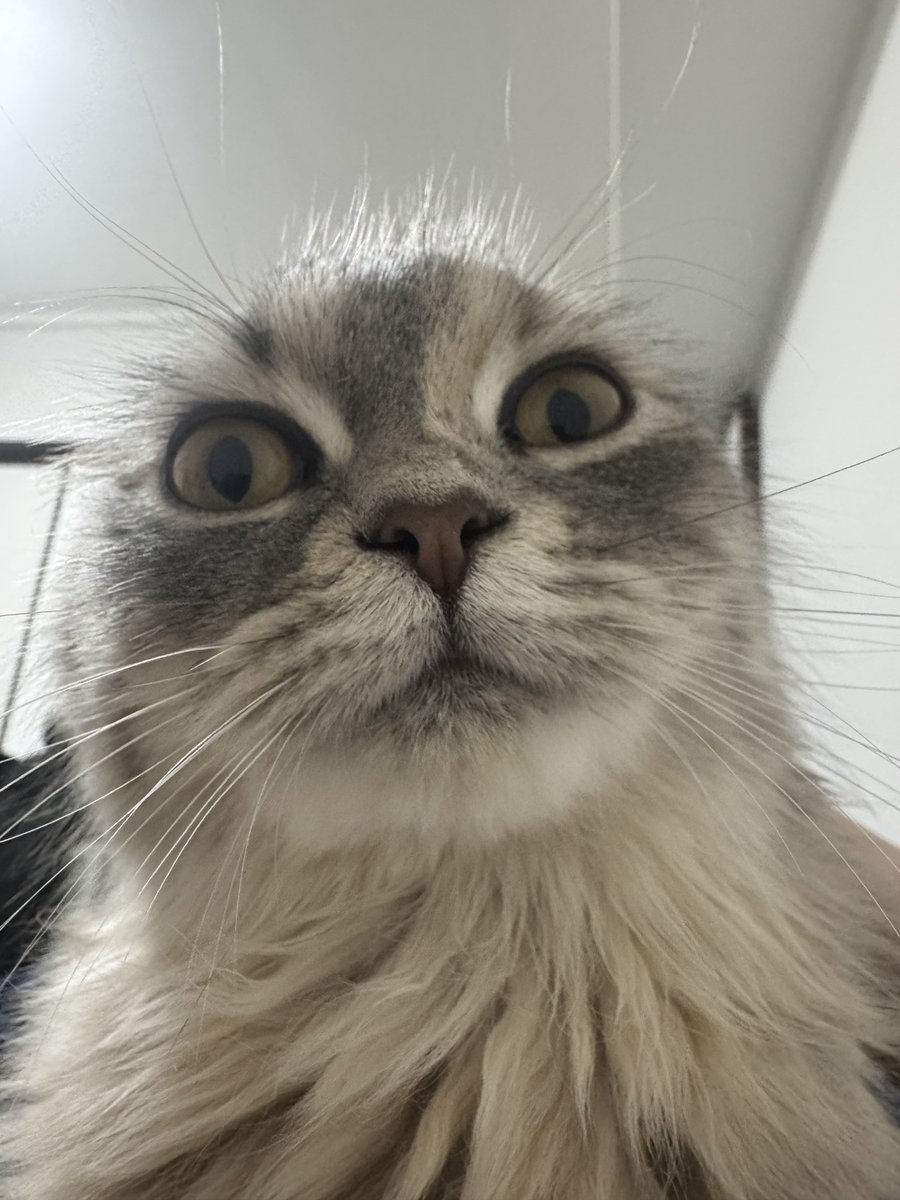 まんごーちんご tweet media