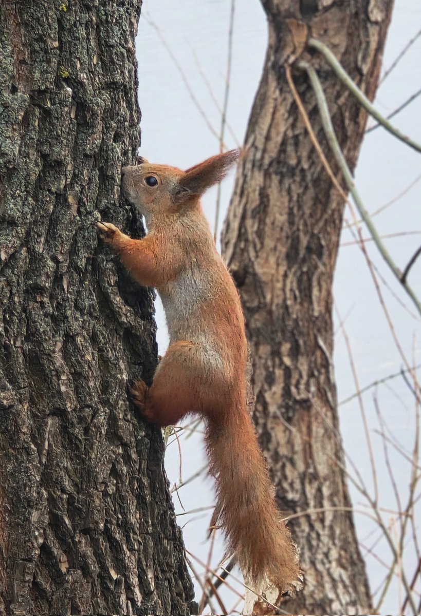 Той самий tweet media