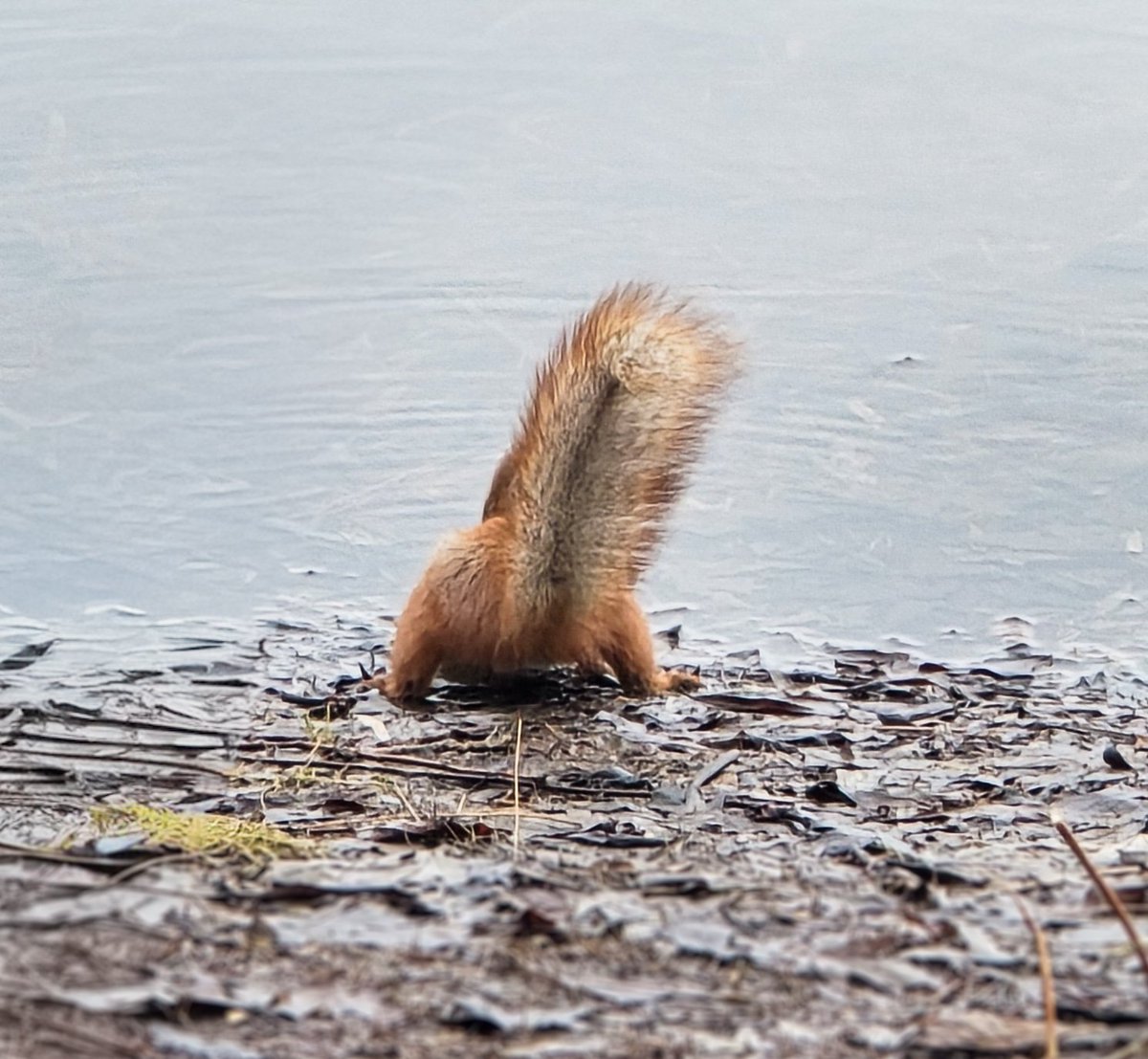 Той самий tweet media