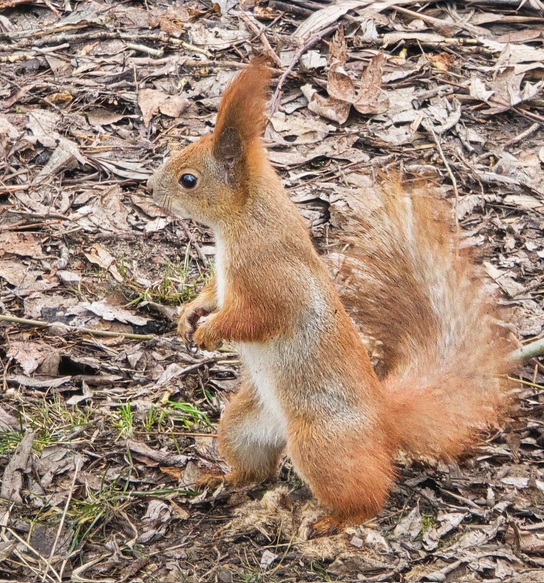 Той самий tweet media