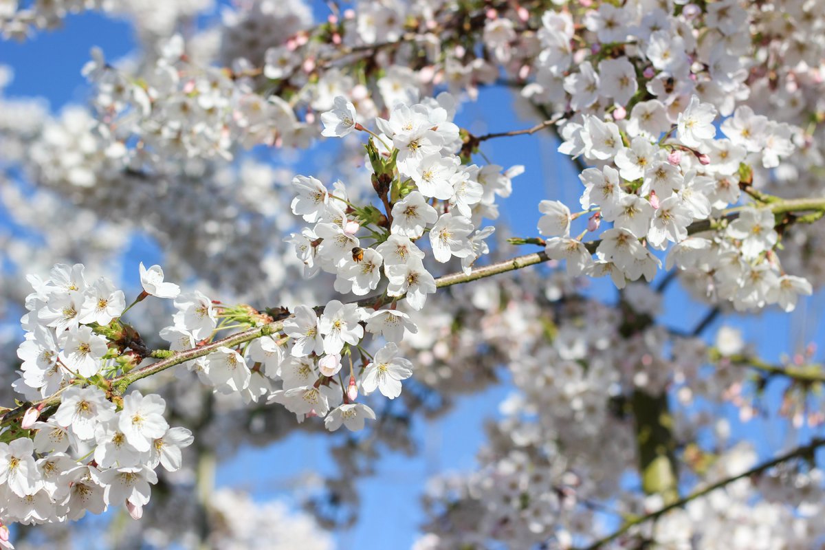Barcham Trees tweet media
