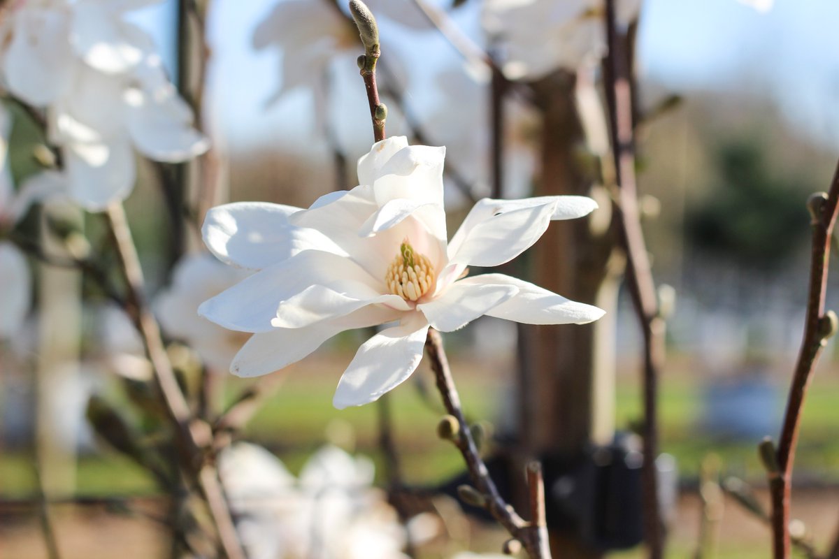 Barcham Trees tweet media