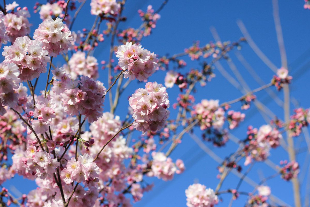 Barcham Trees tweet media