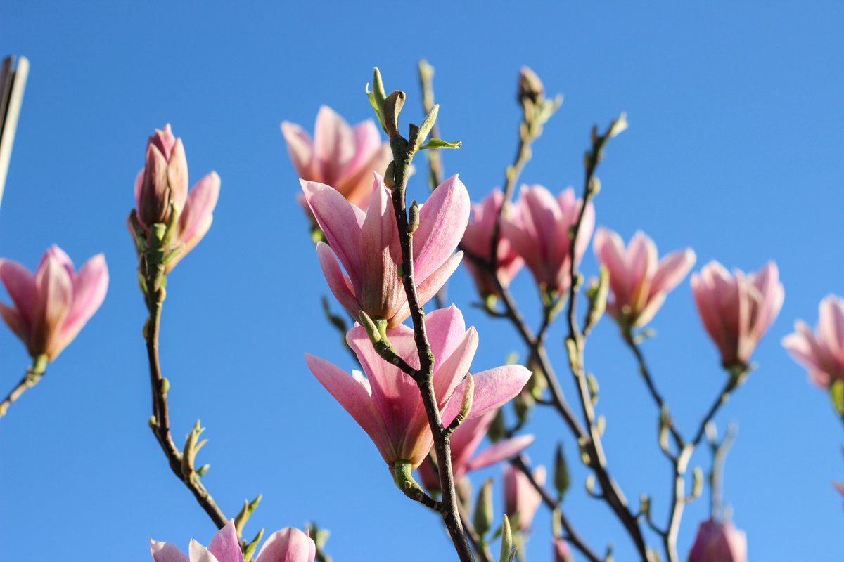 Barcham Trees tweet media