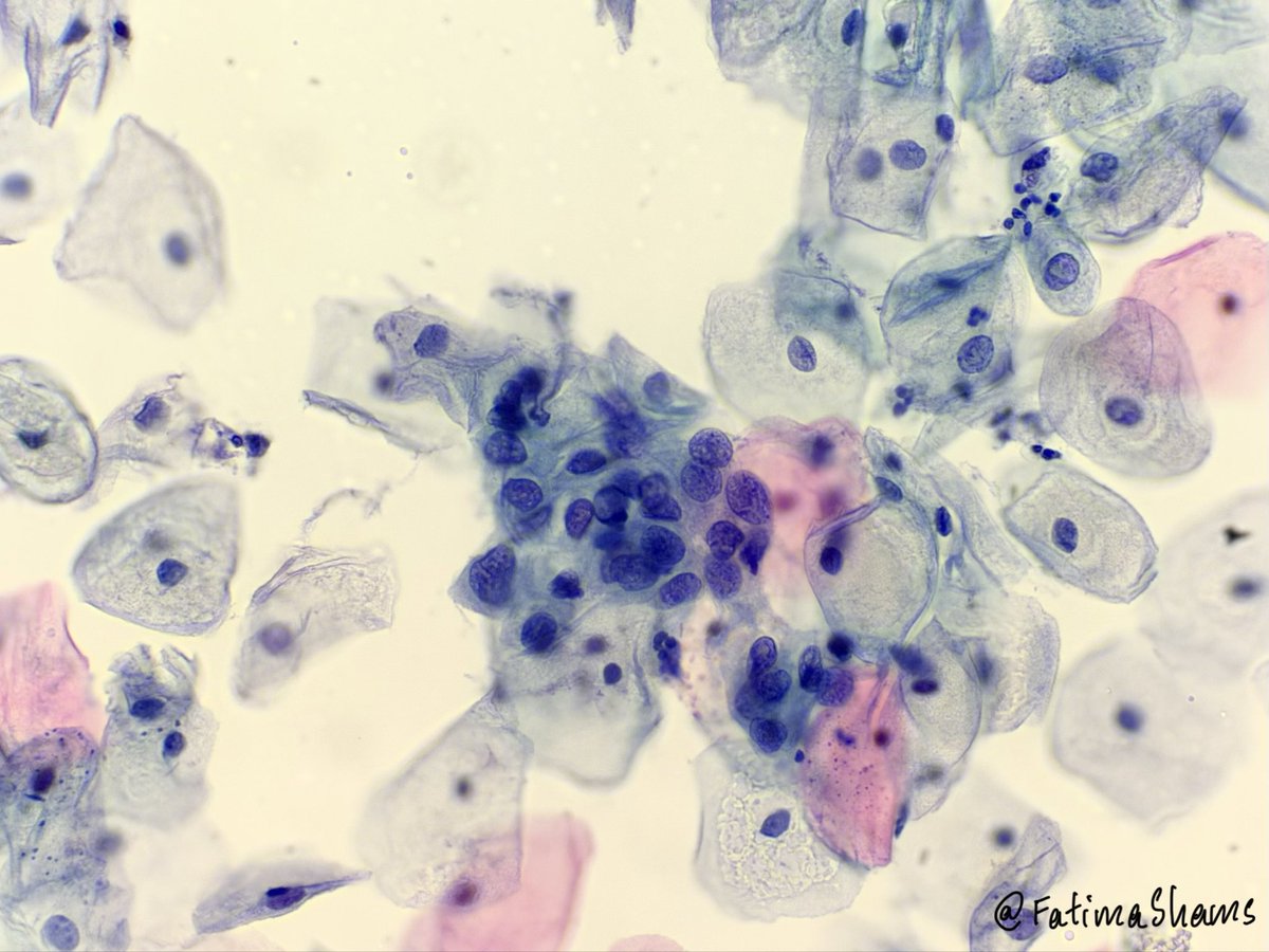 Fatima Shamsuddin tweet media