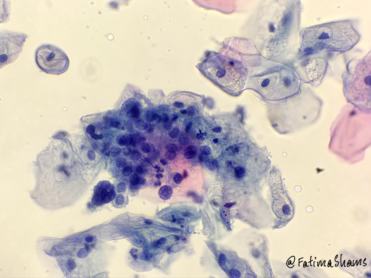 Fatima Shamsuddin tweet media