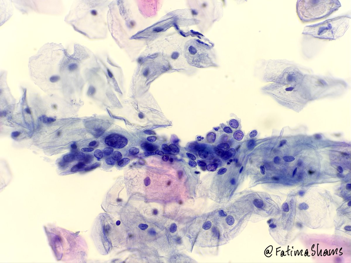 Fatima Shamsuddin tweet media