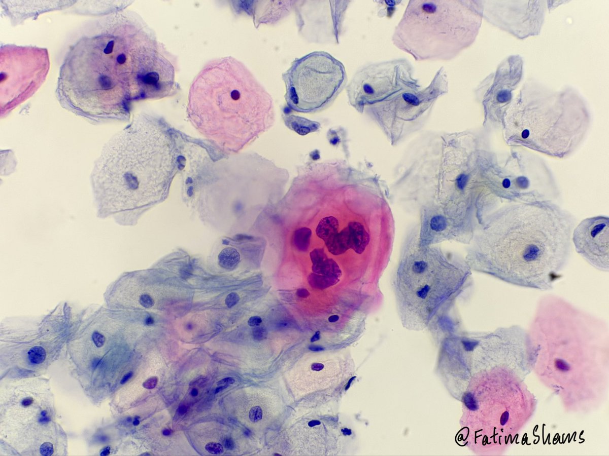 Fatima Shamsuddin tweet media