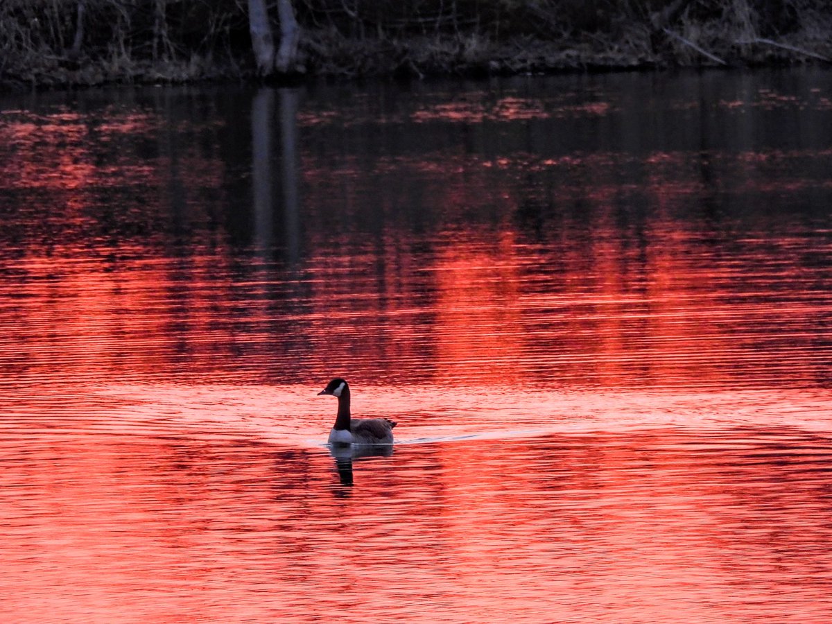 SteveB 🇺🇦🟧🐅💙🌈🌈 tweet media