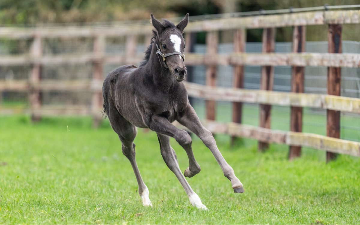 Coolmore tweet media