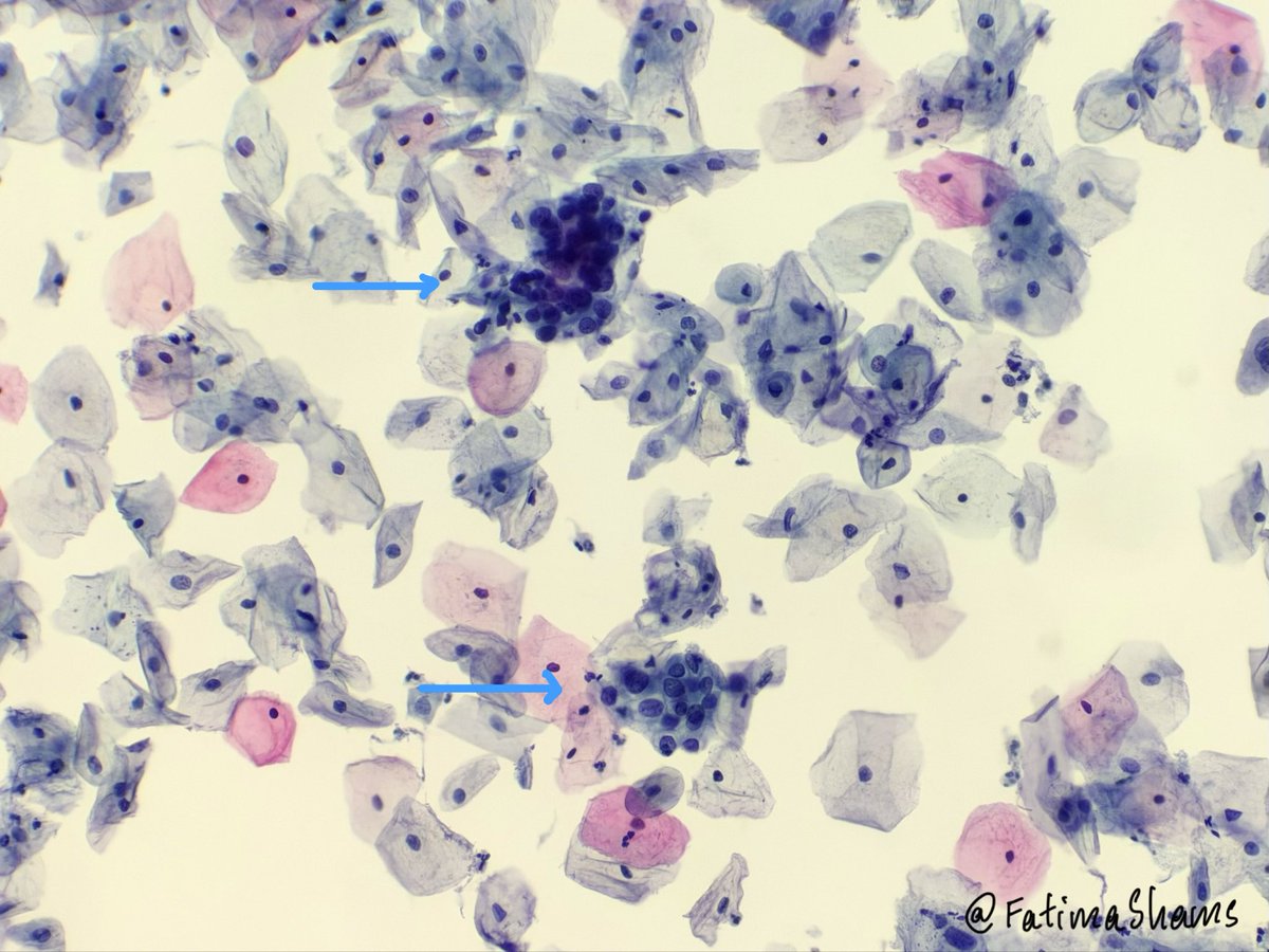 Fatima Shamsuddin tweet media