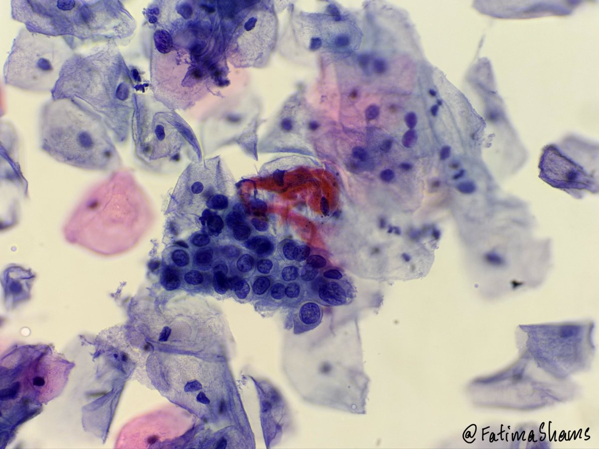 Fatima Shamsuddin tweet media