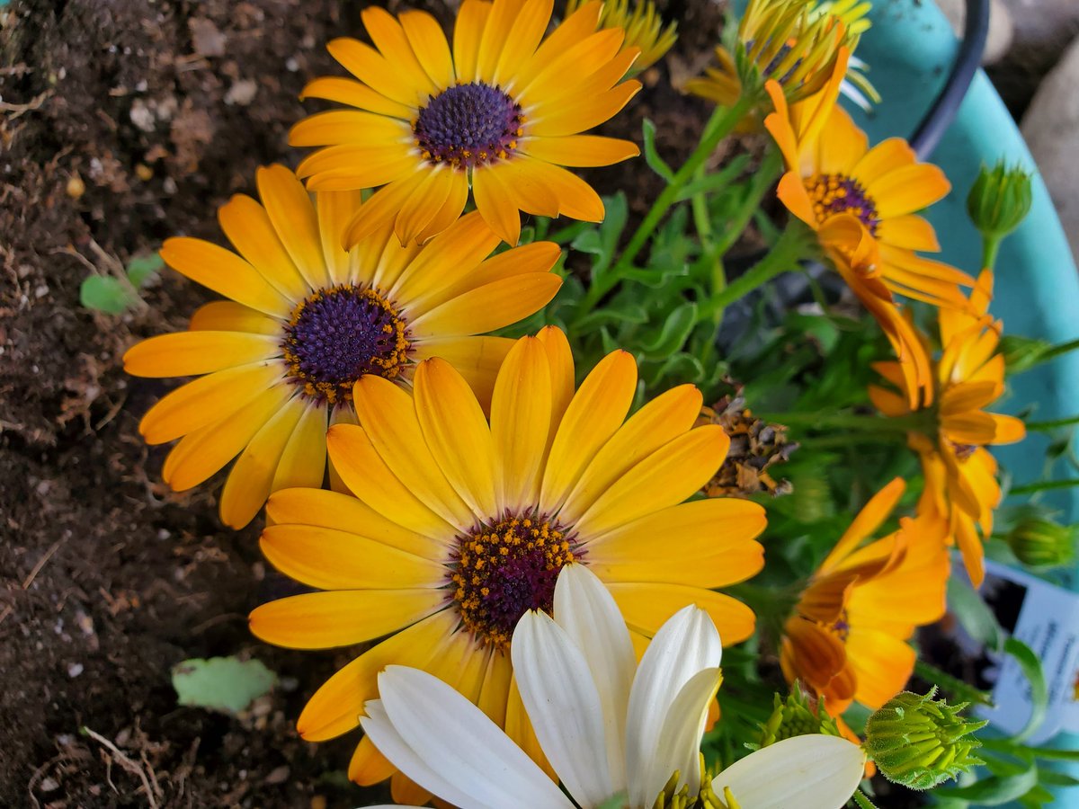 Sally Hanssen tweet media