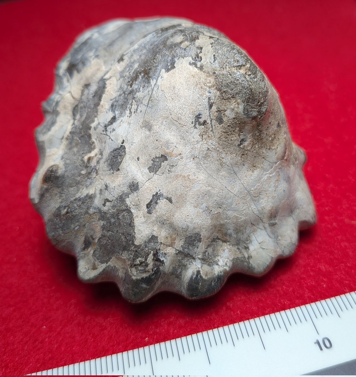 #金曜日だから化石貼る
#FossilFriday

私物より

アニソマイオンの一種 (実物化石)
𝘈𝘯𝘪𝘴𝘰𝘮𝘺𝘰𝘯 sp.
白亜紀後期(サントニアン？) / 北海道

いわゆる笠貝類。素人目には、肋の形が𝘈. 𝘵𝘳𝘢𝘯𝘴𝘧𝘰𝘳𝘮𝘪𝘴に似ている？…気がします…。