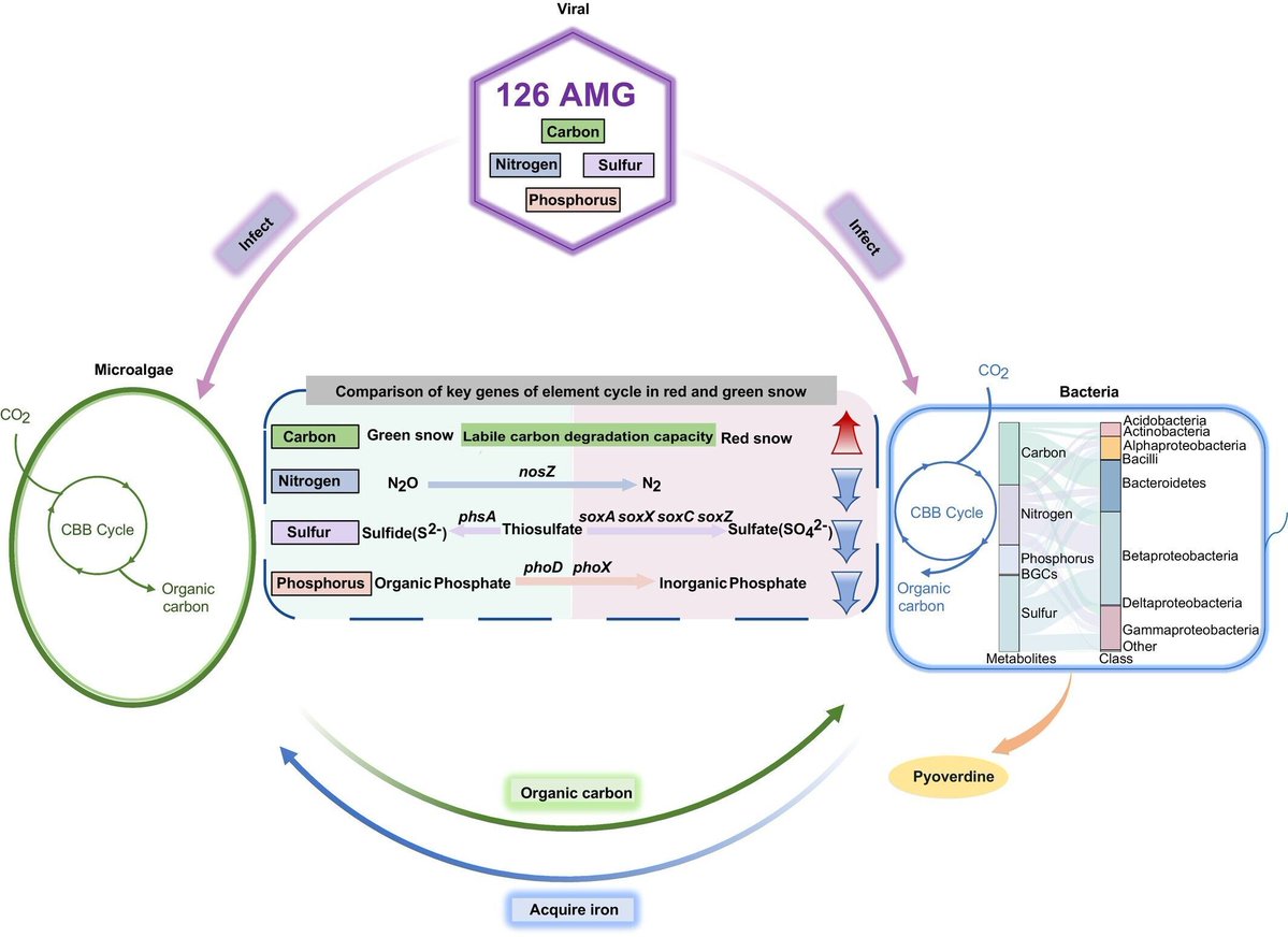 New Phytologist tweet media