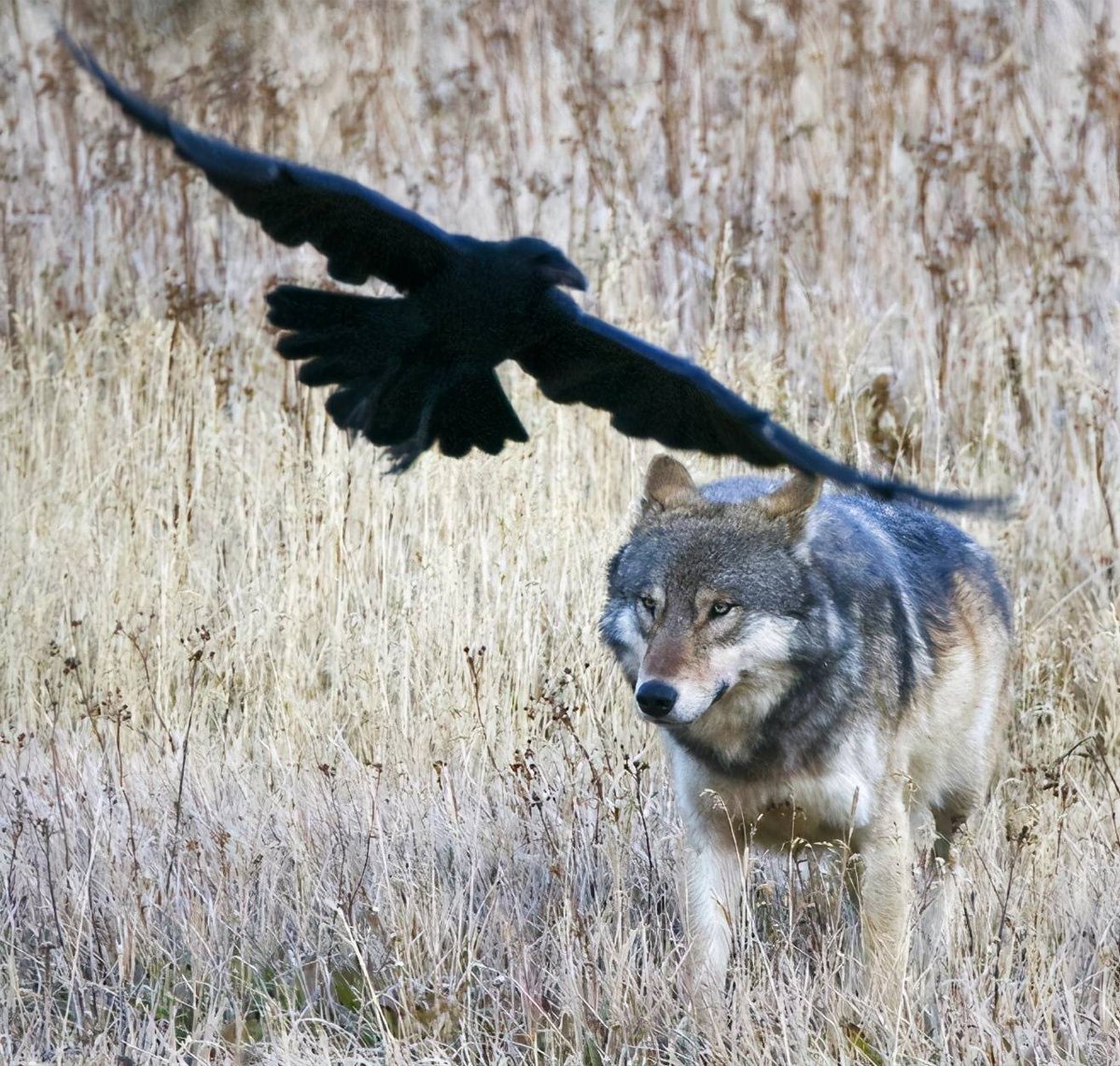 Gordeelin tweet media