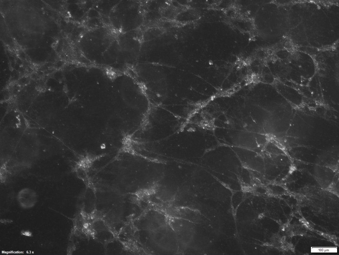 Dr. Janay Vacharasin tweet media