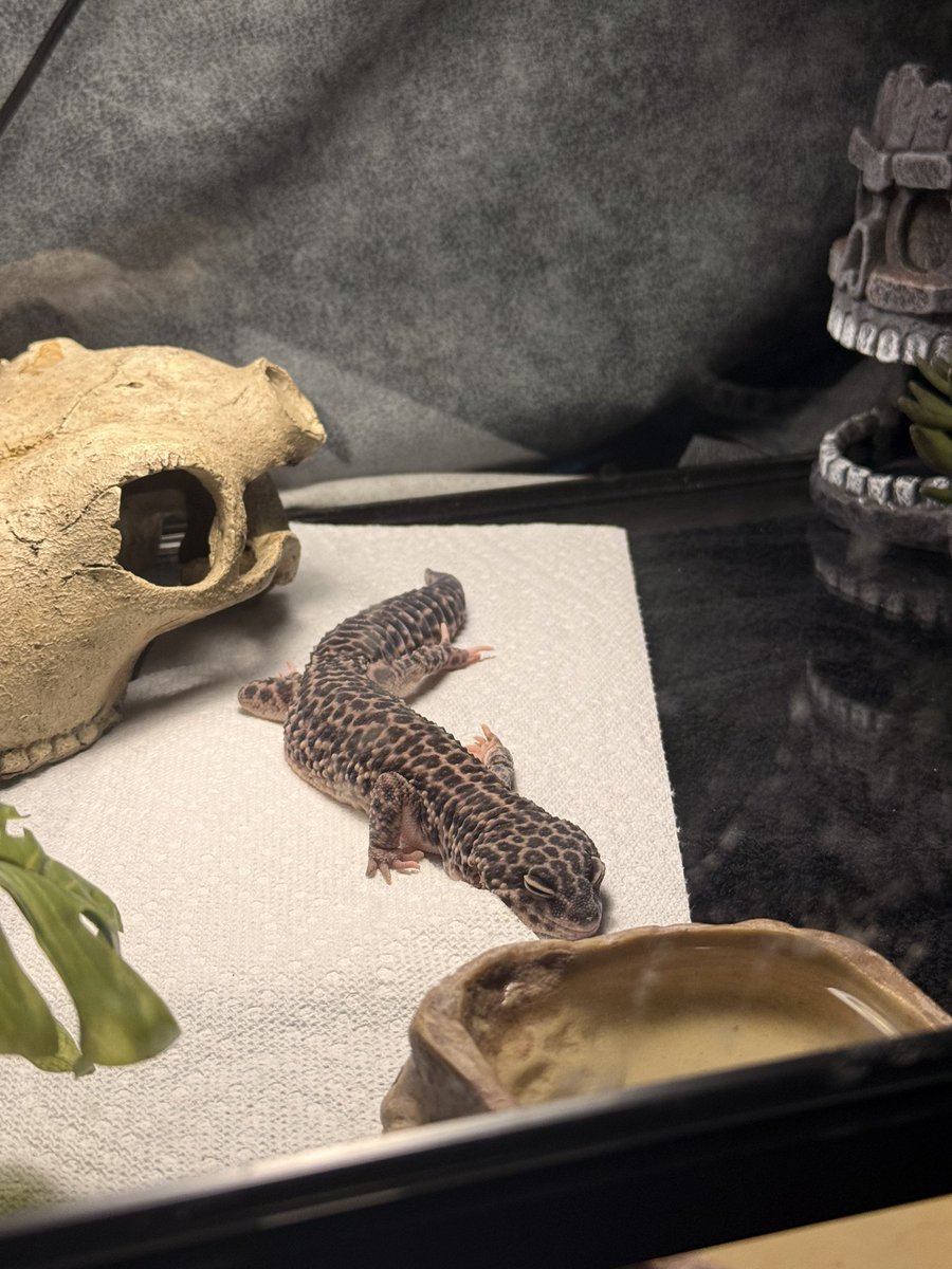 nephilim witch 🐍🔮 tweet media